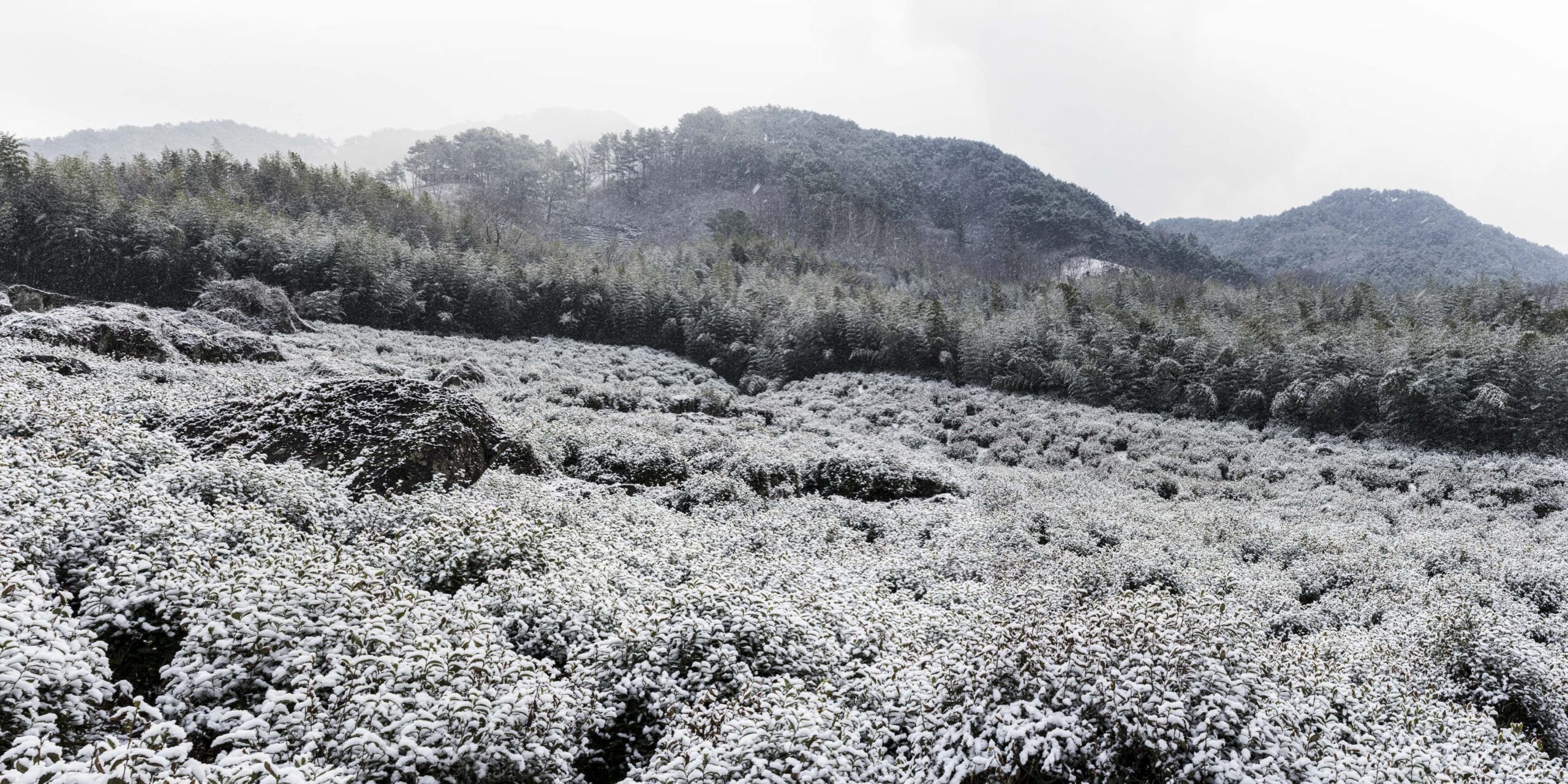 하동 쌍계사 차나무 시배지(河東 雙磎寺 茶나무 始培地)