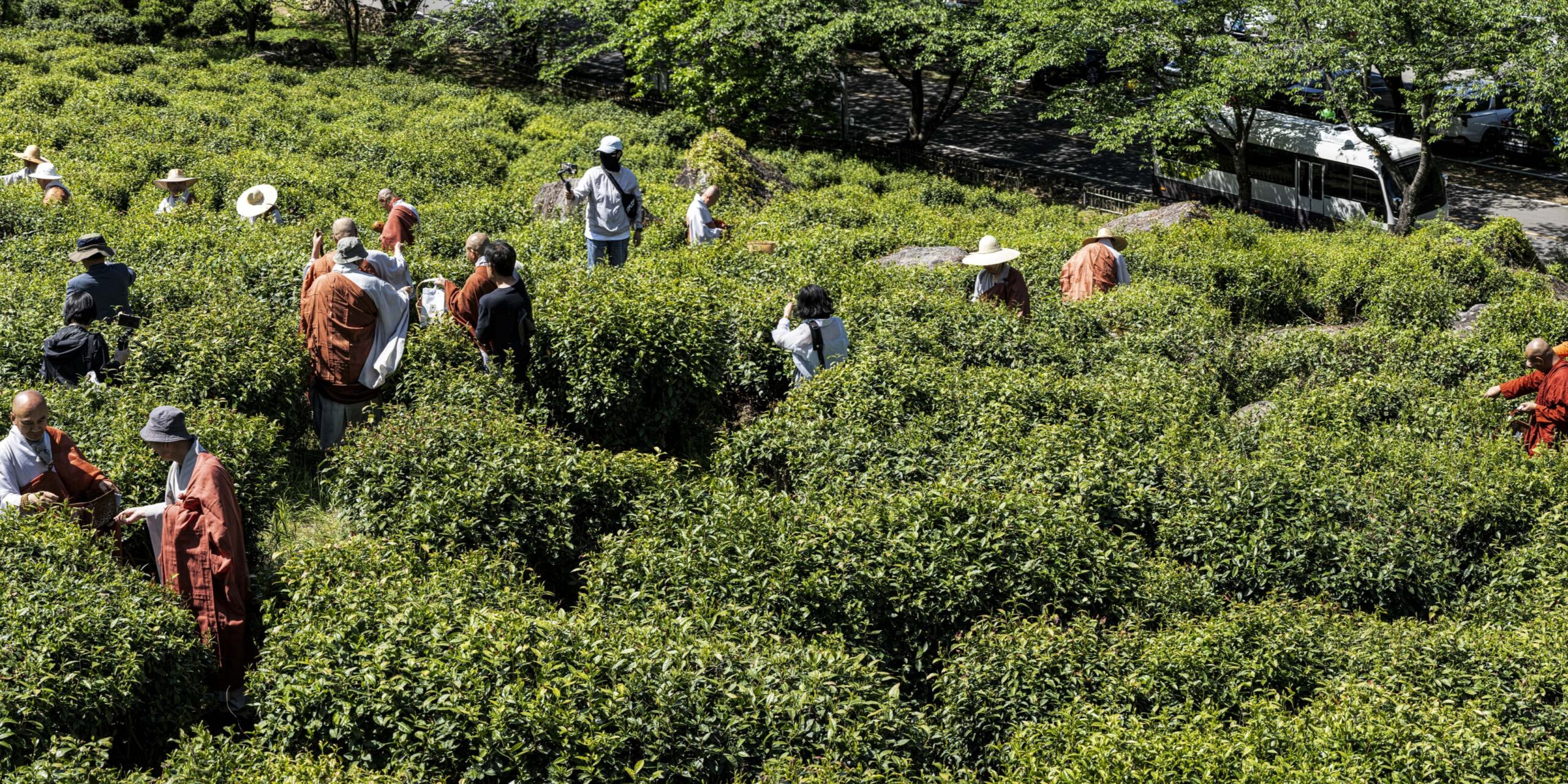 하동 쌍계사 차나무 시배지(河東 雙磎寺 茶나무 始培地)