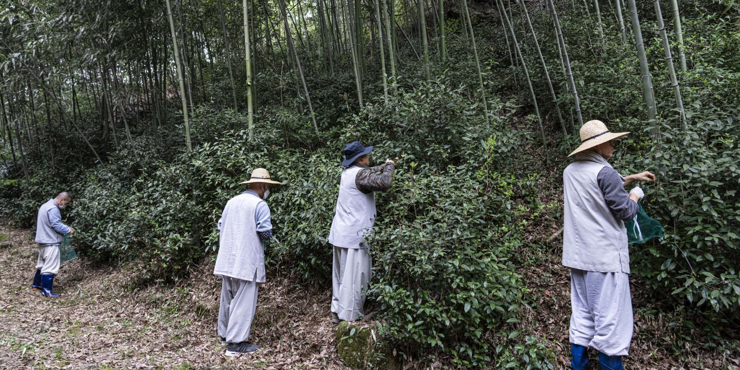 하동 쌍계사 차나무 시배지(河東 雙磎寺 茶나무 始培地)
