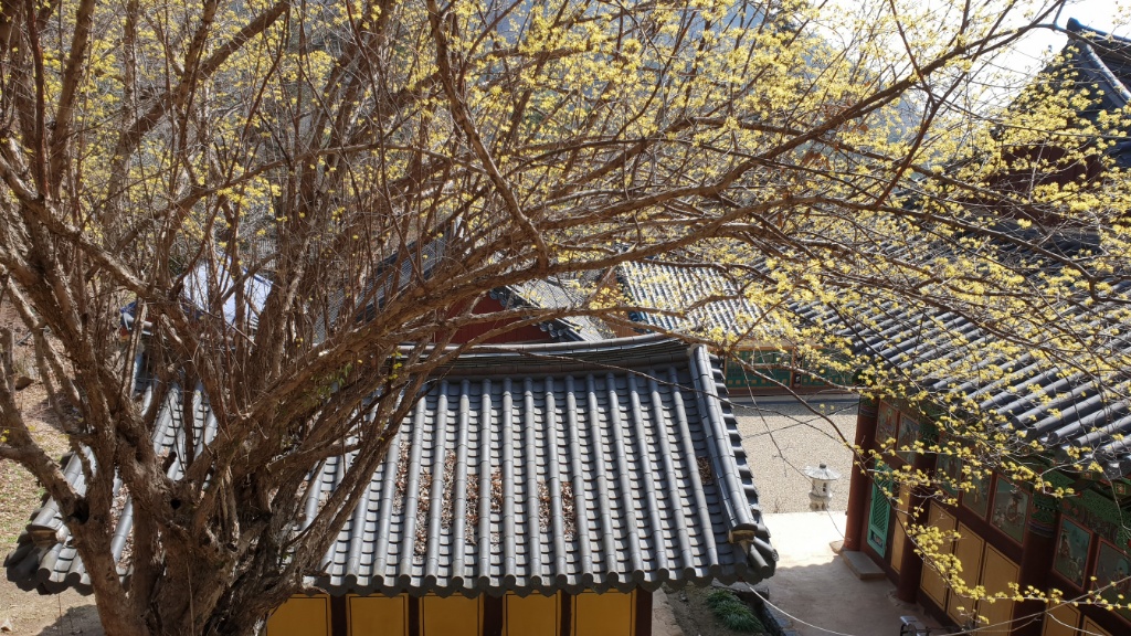 금당 산수유