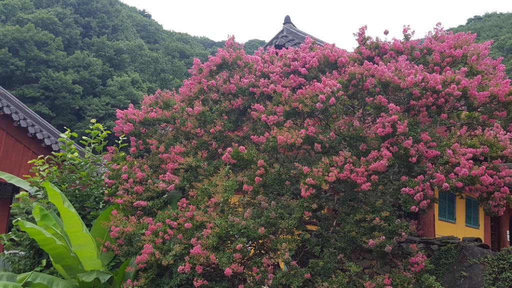 백일홍