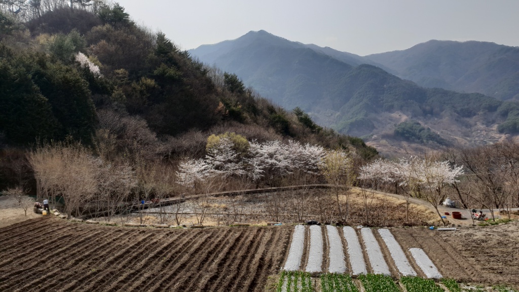 쌍계사에 벚꽃 만개