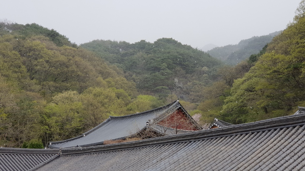 쌍계사에 잠깐 눈이 날렸어요