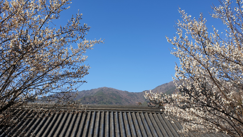 매화