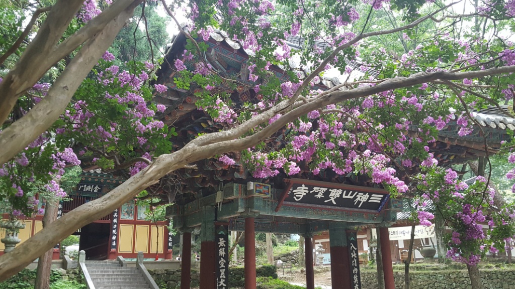 백일홍 세상