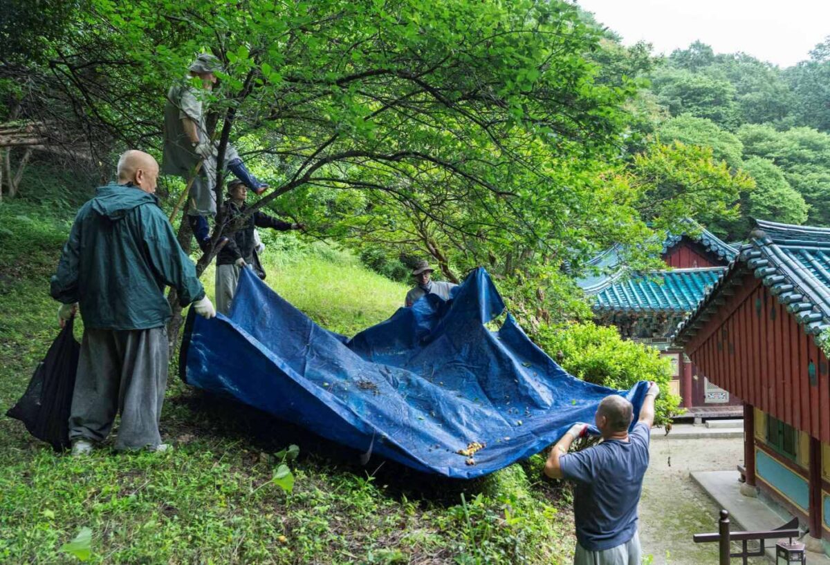 매실따기 운력