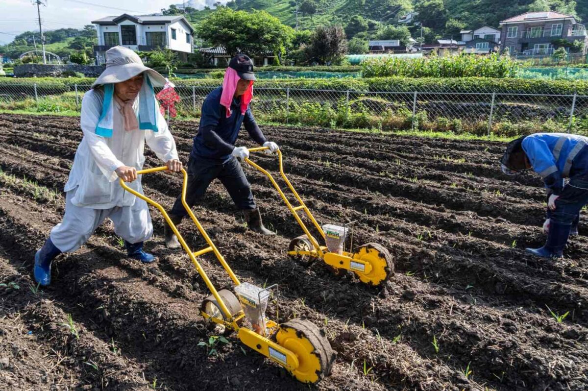 콩심기 운력 - 정금마을 콩밭