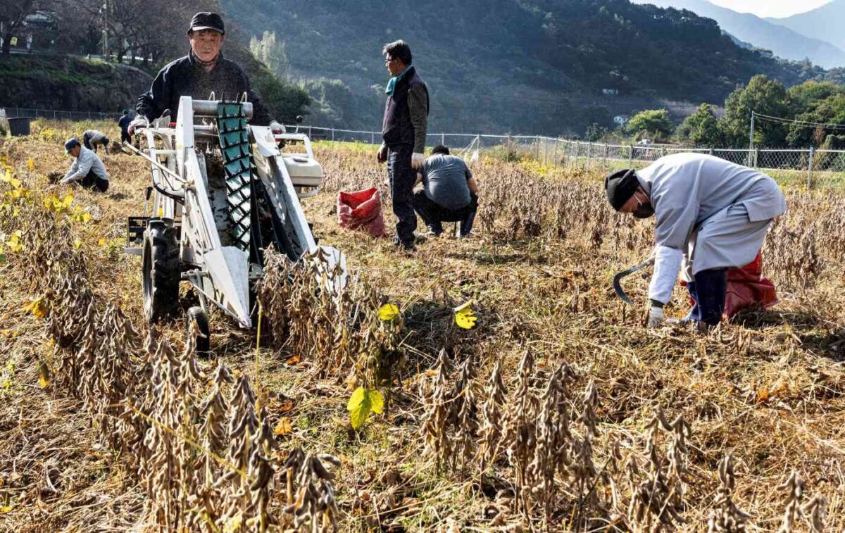 정금 콩밭 가을걷이 - 정금마을