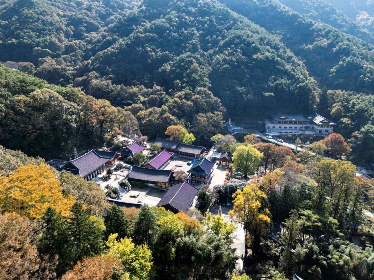 드론 - 금당 동백나무 숲과 경내 전경