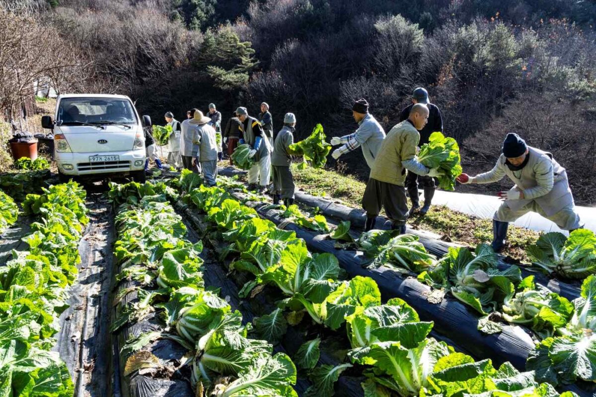 김장 준비 - 배추 무 뽑기 운력