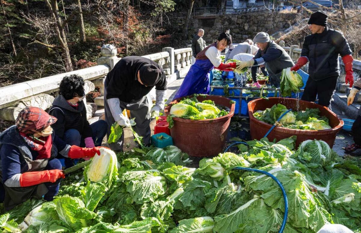 김장담기 1일차 - 무 배추 절이기