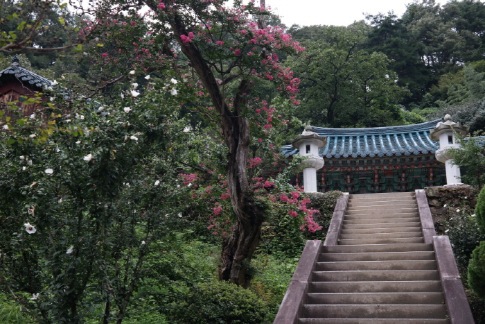 금당수호목,오래된 백일홍