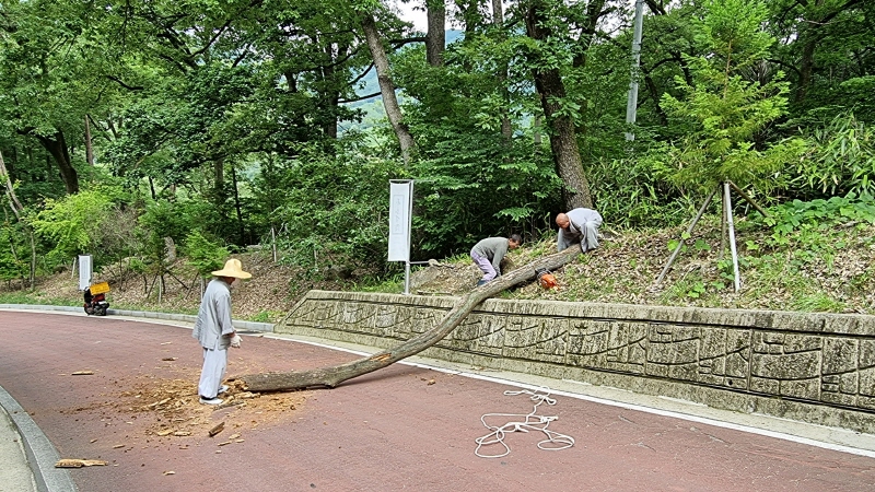 고사목 정리작업