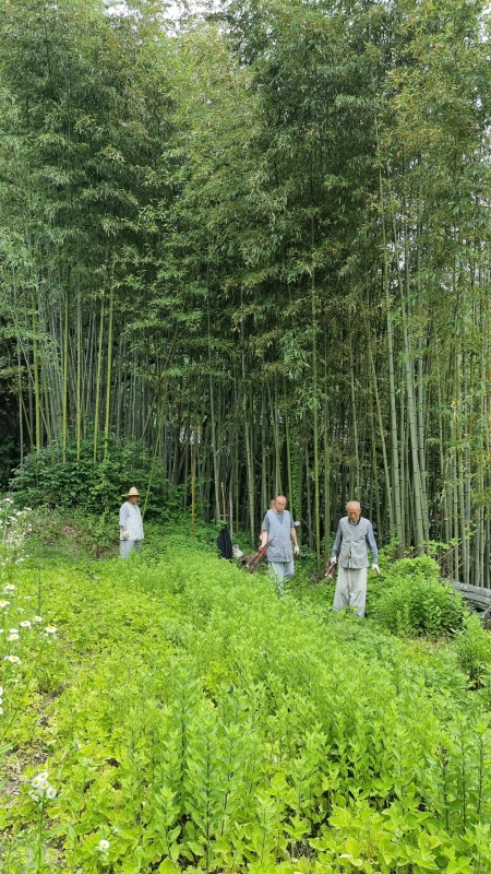 죽순 울력
