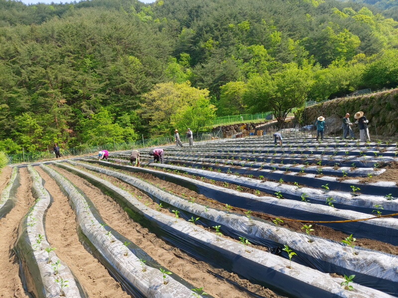 고추심기 울력