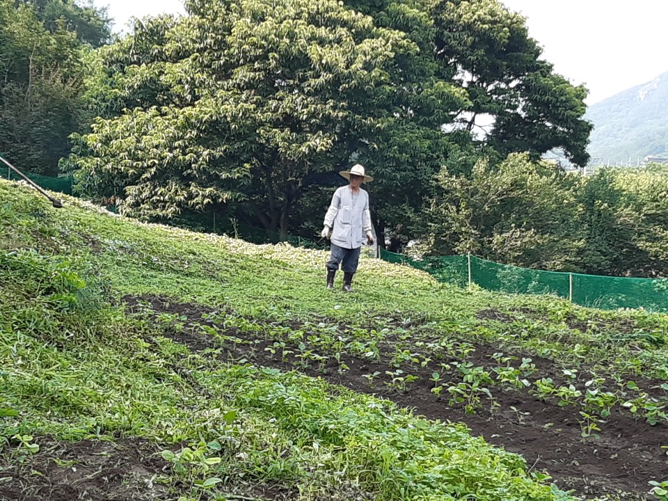 콩밭 울력
