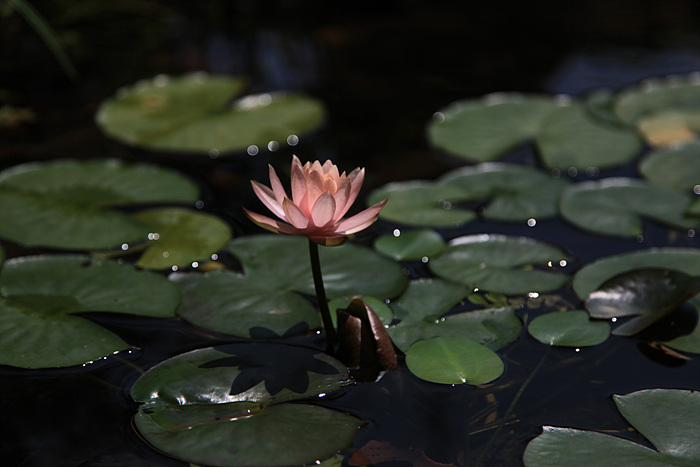 수련(水蓮)