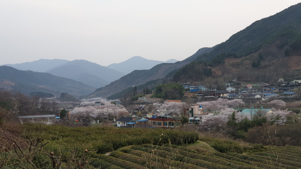 쌍계사 십리벚꽃길 벚꽃 만개