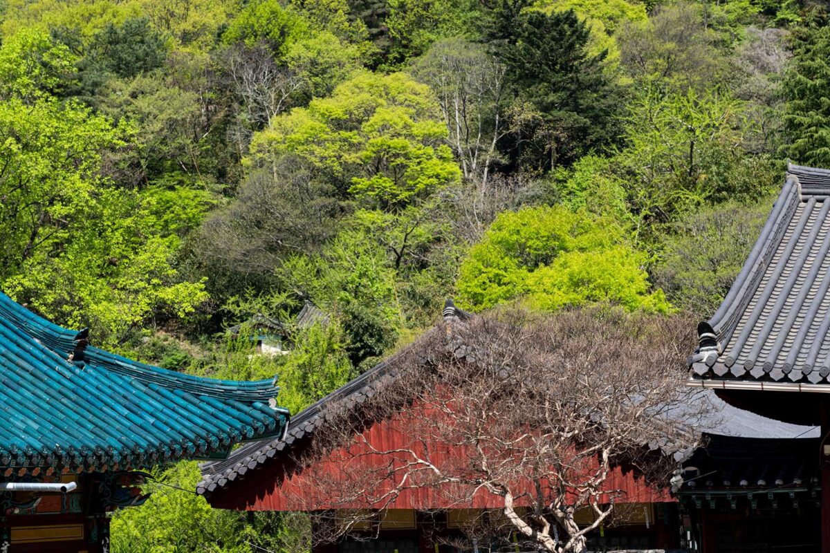 4월 경내풍경