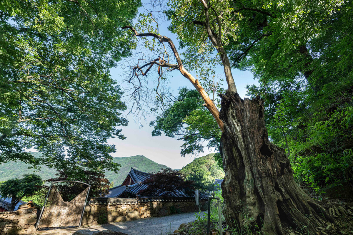 아침햇살 가득한 경내 풍경