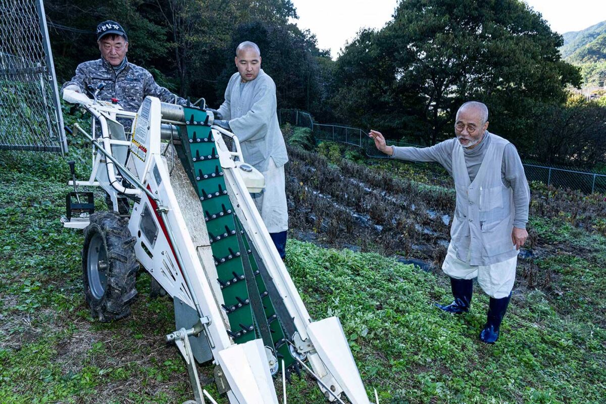 운수리 콩밭 수확작업 운력