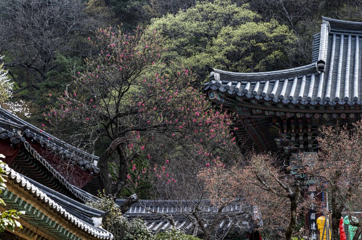 경내풍경