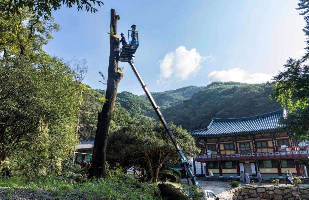 산벚나무 벌목 작업