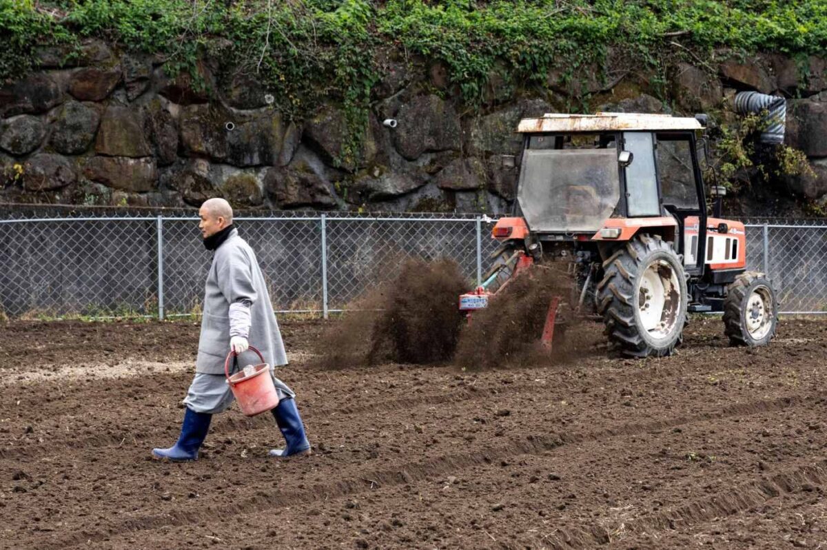 보리 파종 - 정금마을