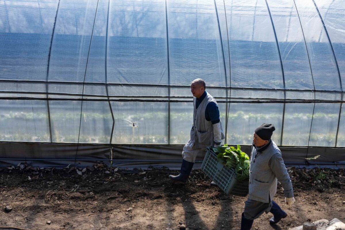 경내풍경 - 배추 수확 울력