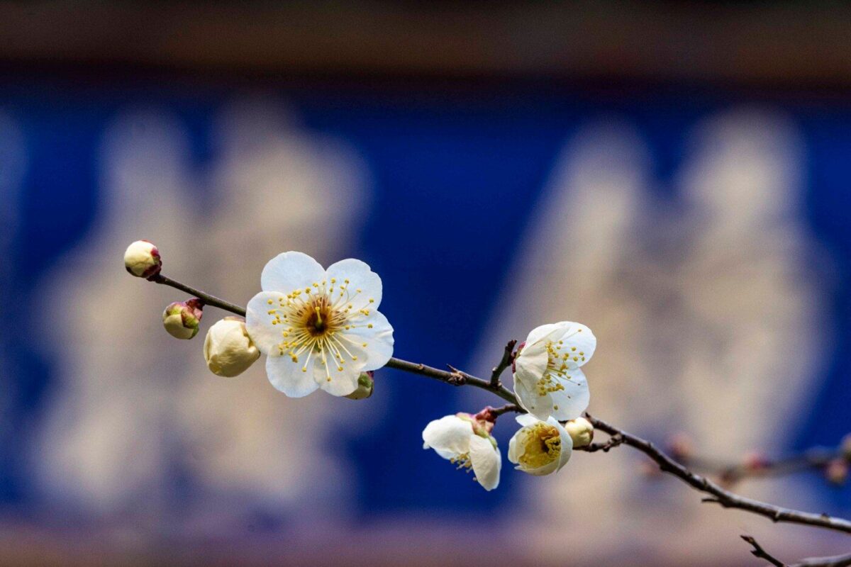 경내풍경 - 매화 풍경