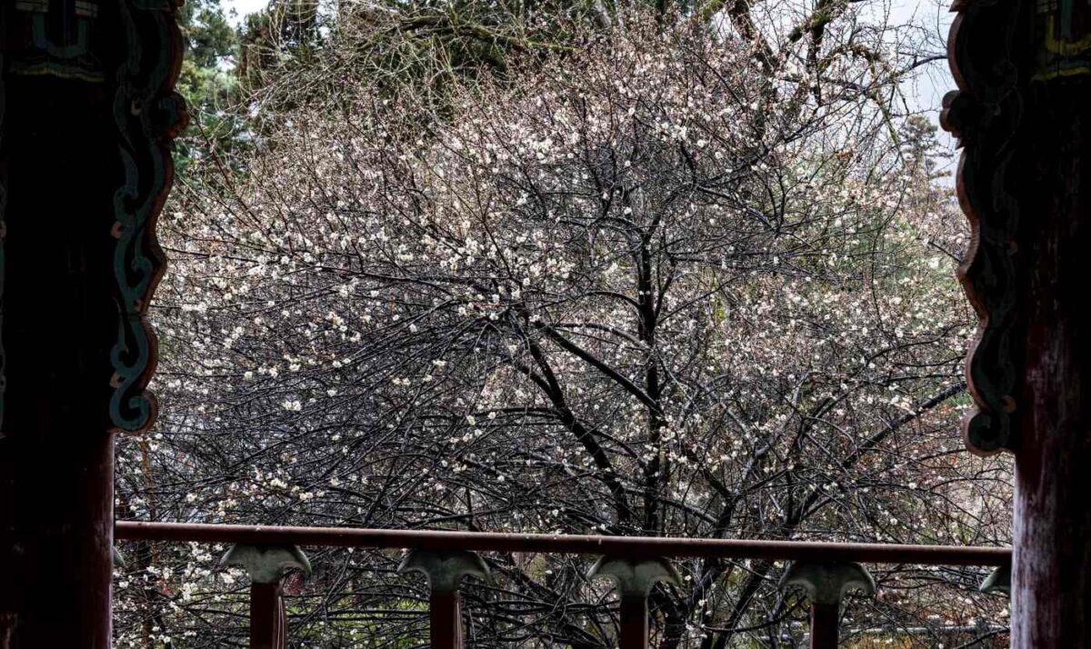 경내풍경 - 비오는 날 매화