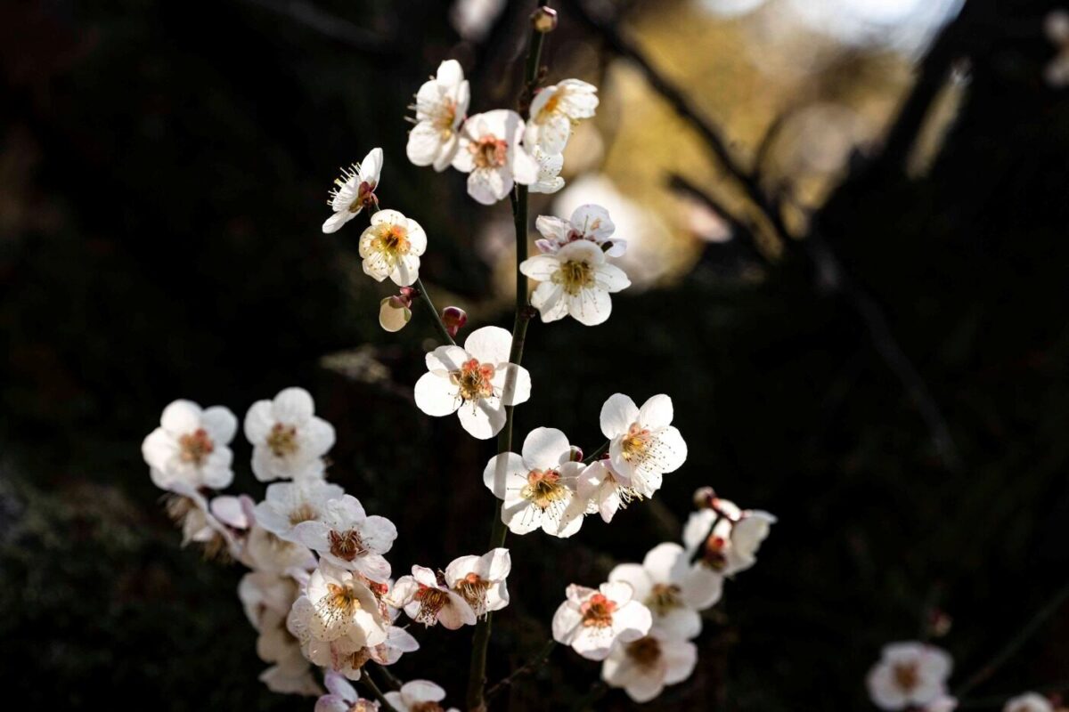 경내풍경 - 매화 산수유