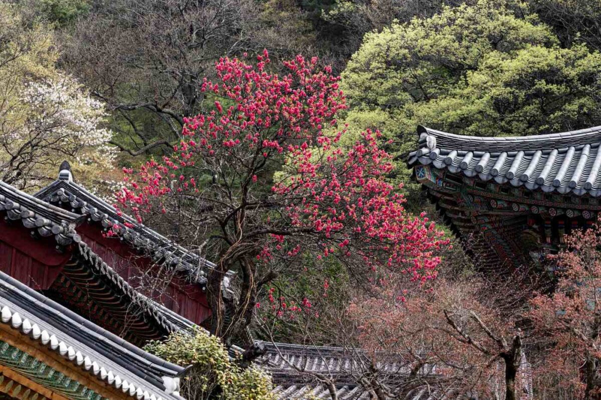 경내풍경