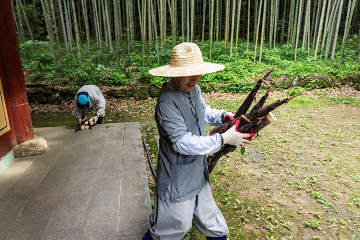 경내 죽순 채취 울력