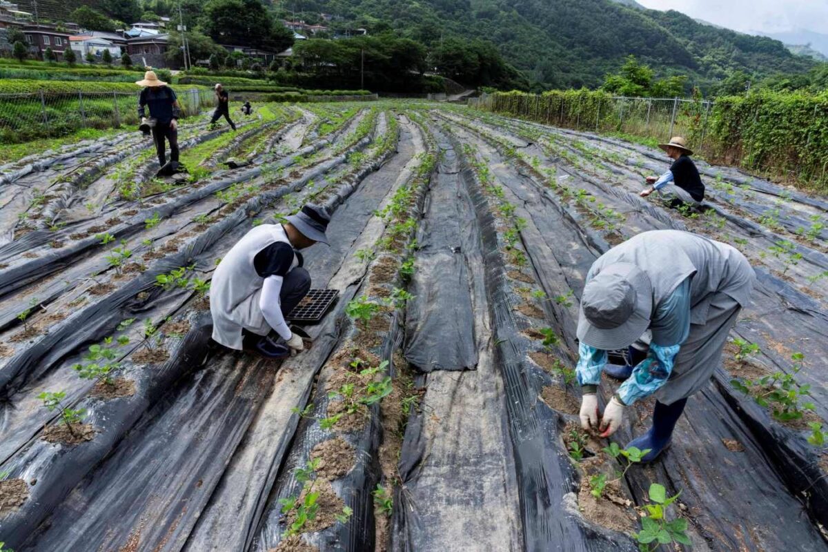 정금 콩밭 울력
