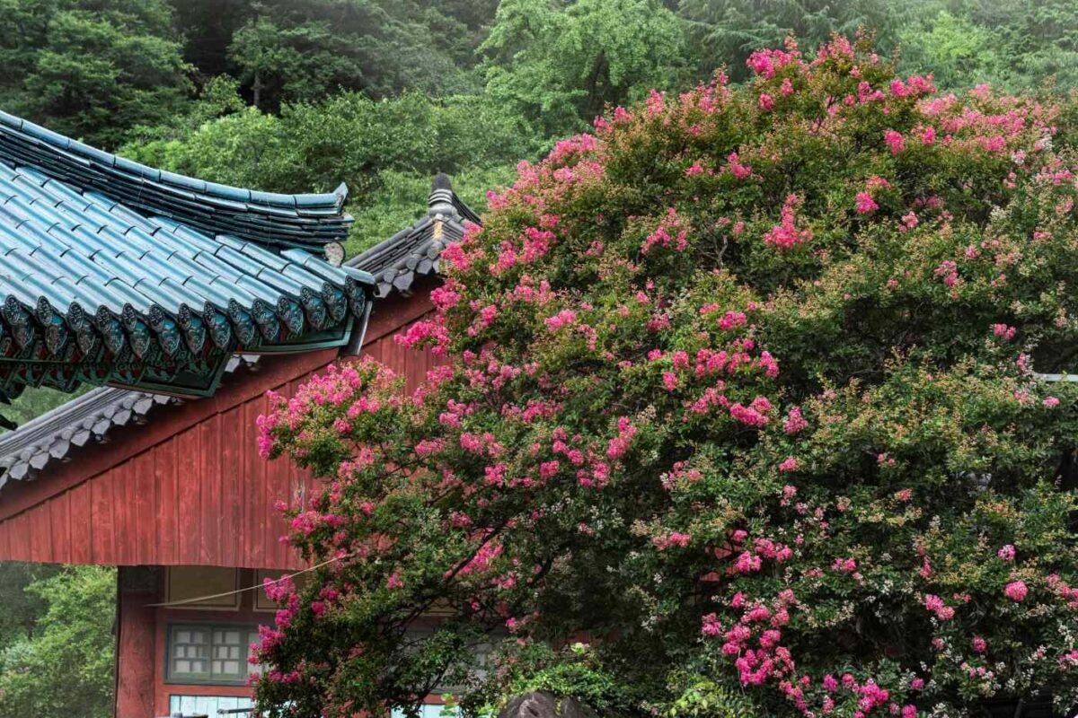 경내풍경